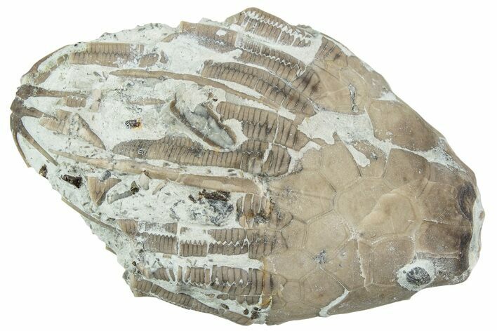 Fossil Crinoid (Eucalyptocrinus) Crown - Indiana #232247